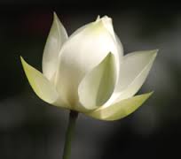 In memoriam